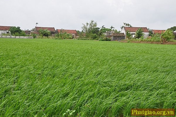 Gặp sư bác Đàm Viết, sư bác hồ hởi đón chúng tôi, như chưa hề có bão xảy ra. Tranh thủ hỏi chuyện sư bác, chúng tôi mới biết: Bão tràn về Nam Định từ chiều ngày 7/8. Nhiều nơi bị hoành hành, tàn phá dữ dội, như bãi biển Quất Lâm còn bị sập hàng trăm mét kè biển. Nơi chùa Thư Điền cũng chịu ảnh hưởng của cơn bão dữ dội, từ 17 giờ khi bão đã tràn về, dân làng quanh vùng đã phải nhanh chóng mọi phương án tránh bão. Ảnh: Khoảng ruộng hút tầm mắt trước cổng chính nhà chùa, lúa rạp mình trong gió sau ngày mưa bão.