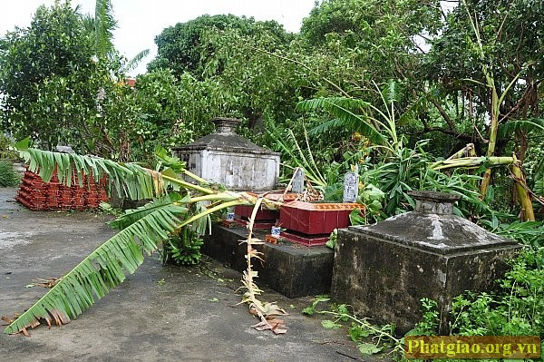 Những cây chuối bị bão đốn phăng nơi vườn Tháp Tổ.