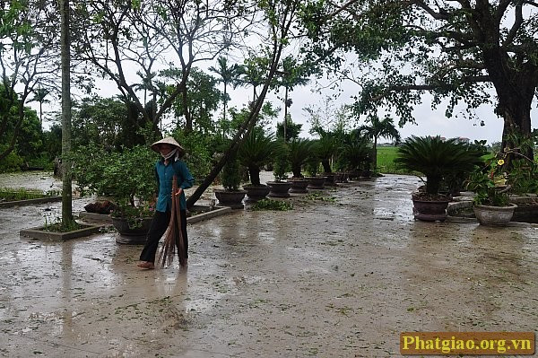 Số ít bà con phật tử tranh thủ dọn dẹp sau ngày bão.