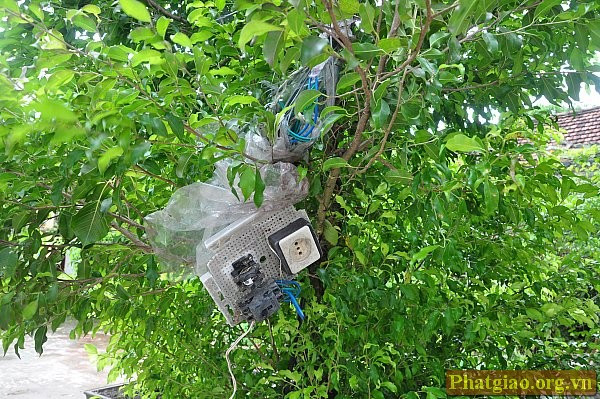 Một bảng điện treo tường bị gió giật tung, vắt vẻo trên cành cây cảnh nơi khoảng khuôn viên sau gian Thờ Mẫu đã hư hại nặng nề...
