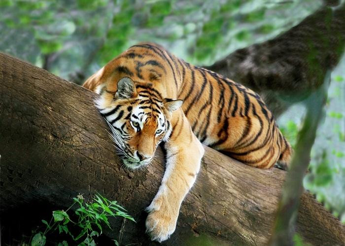Thì tháng 9 âm lịch này chính là thời điểm tuổi Dần được Thần tài ưu ái, bù đắp lại cho những khó khăn họ gặp phải vào khoảng thời gian giữa năm nay.