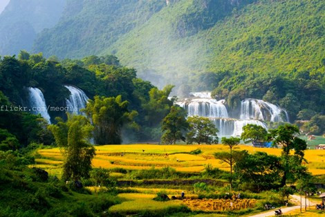 Mỗi độ mùa thu tới, dân phượt lại nô nức kéo nhau đến Cao Bằng ngắm mùa vàng dưới thác bản Giốc. Đây là thời điểm thu hoạch của người dân vùng biên cương. Ảnh: Flickr.com/meogia.