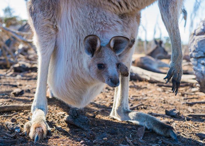Một con kangaroo sẽ giao phối lại từ một đến ba ngày sau khi sinh. Con non sơ sinh sẽ ngậm núm vú trong túi và miễn là nó phát triển mạnh, kangaroo mẹ có thể đặt phôi mới thụ tinh của nó ở trạng thái ngủ đông và chuẩn bị mọi thứ sẵn sàng cho một đứa con dự phòng. Nếu con non phát triển rồi đi ra khỏi túi hoặc bị chết, các kích thích tố của chuột túi sẽ gửi tín hiệu để bắt đầu sự phát triển của con non mới. Vì vậy, một con mẹ có thể có một non vị thành niên, một đứa đang bú và một đứa đang chờ phát triển cùng một lúc.