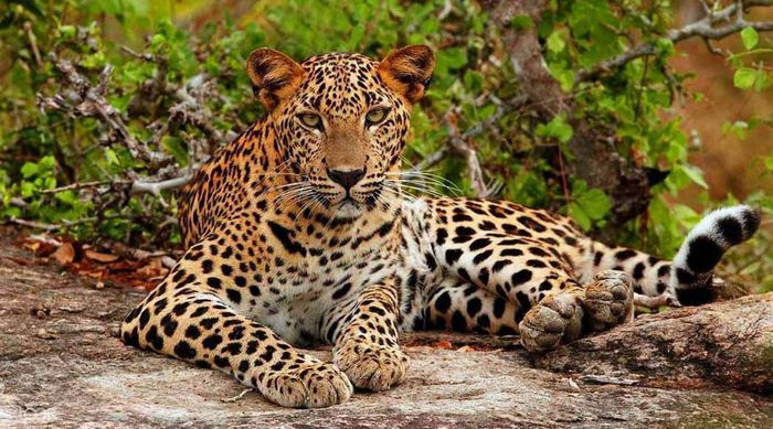 VƯỜN QUỐC GIA YALA, SRI LANKA. Yala được biết đến nhiều nhất với quần thể báo và chắc chắn là một trong những điểm đến tốt nhất trên thế giới cho những ai mong muốn một lần được tận mắt trông thấy loài báo hoa mai trong tự nhiên. Ngoài ra, vườn quốc gia này cũng là nơi sinh sống của nhiều loài động vật hoang dã khác như voi, chim hay gấu. Thời gian tốt nhất để ghé thăm: tháng 2 đến tháng 6.