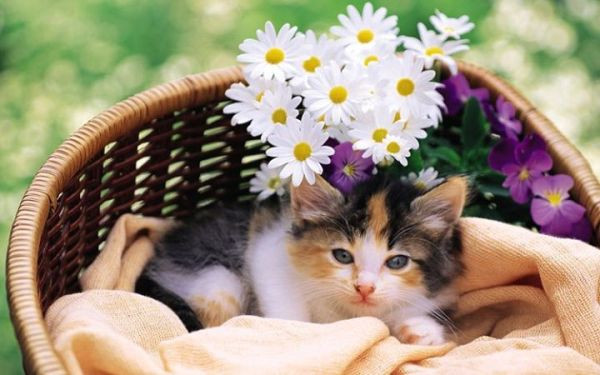 Tài vận: Tháng này, người tuổi Mão dễ hao tài tốn của, cần quản lý tốt tài chính. Sức khỏe: Chú ý các bộ phận thận, gan và thị giác. (Thông tin trong bài chỉ mang tính tham khảo).