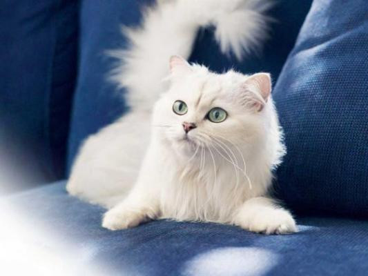 Tình cảm: Dễ nảy sinh tranh cãi, mâu thuẫn hiểu lầm với đối phương, vì vậy, tuổi Mão nên xem trọng yếu tố ổn định trong tình cảm. Bạn cần quan tâm nhiều hơn tới chàng hoặc nàng của mình.