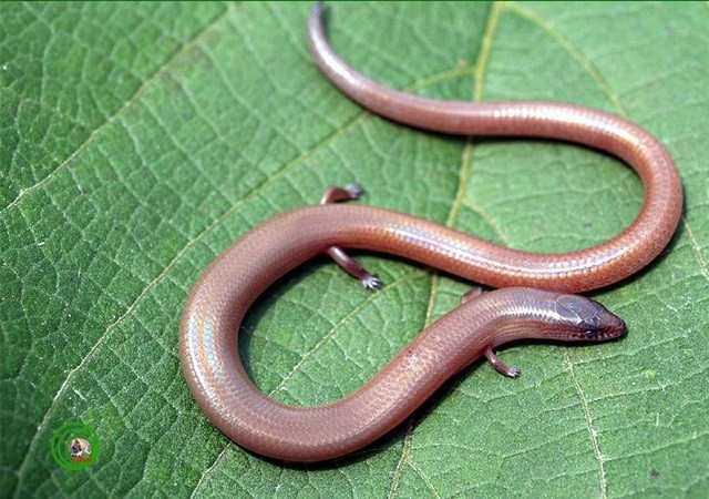 hằn lằn chân ngắn. Thằn lằn chân ngắn (Lygosoma quadrupes) có những cái chân nhỏ hầu như là vô dụng. Cách di chuyển chủ yếu của chúng là trườn như loài rắn. Chúng còn sống ở nhiều nước Đông Nam Á như Thái Lan, Lào, Malaisia, Indonesia… Chúng thường được tìm thấy trong các khúc gỗ mục và thức ăn là mối và ấu trùng.