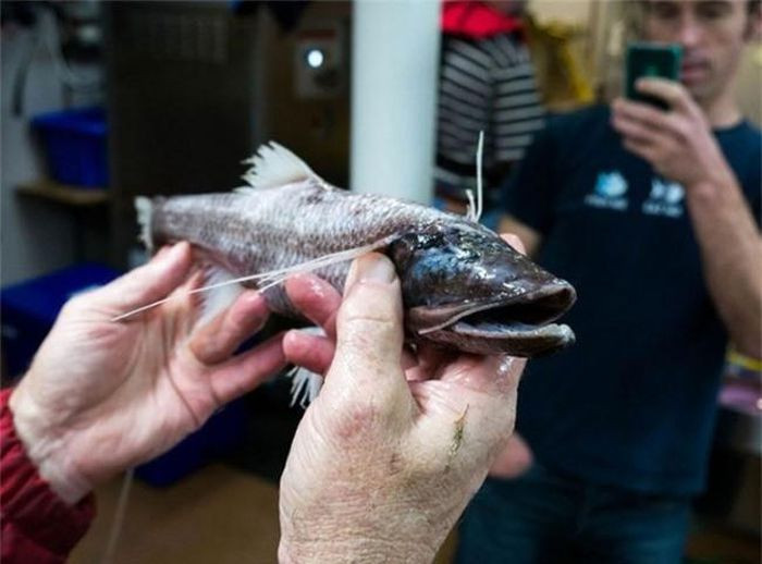 Cá Tripodfish. Loài cá bé nhỏ này có những đặc điểm kỳ lạ mà không loài nào có được. Cấu trúc xương của nó cho phép nó đứng thằng trong khi săn mồi.