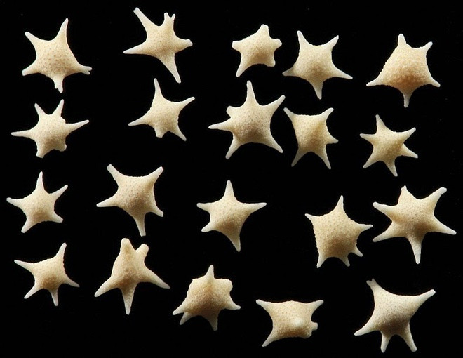 Baclogypsina Sphaerulata là một loại sinh vật đơn bào thuộc ngành Foraminifera. Loài này rất thích hợp với vùng nước nông, thường chọn tảo biển làm chỗ neo mình. Bộ xương ngoài của chúng hay còn được gọi là vỏ có hình dạng như một ngôi sao với 5 hoặc 6 gai nhọn và đây cũng là vũ khí giúp chúng di chuyển từ nơi này đến nơi khác cũng như chứa một số tảo cát sống ký sinh. Lớp vỏ bên ngoài của Baclogypsina Sphaerulata được làm bằng canxi cacbonat và khi chúng chết đi, bộ xương với hình hài một ngôi sao được những con sóng gột rửa và đưa vào bờ biển sau đó lẫn vào những hạt cát thật. Nhờ đó, chúng ta được chiêm ngưỡng kỳ quan thiên nhiên tuyệt đẹp.