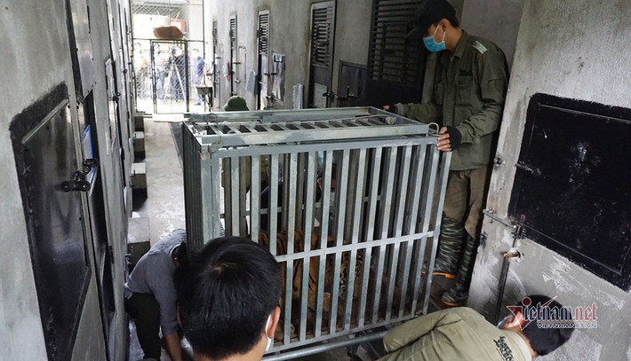 Trước đó, vào ngày 1/8/2021, Vườn Quốc gia Pù Mát phối hợp với SVW tiếp nhận từ Công an tỉnh Nghệ An 7 cá thể hổ con từ 1-1,5 tháng tuổi. Đây là tang vật của vụ án buôn bán, vận chuyển động vật hoang dã trái phép. Đến nay, các cá thể hổ đều khỏe mạnh, cá thể nhỏ nhất 56kg, lớn nhất 64kg. Ảnh: ... đến nay hổ được cho vào lồng sắt bàn giao - Hình ảnh đều do Vườn Quốc gia Pù Mát cung cấp.