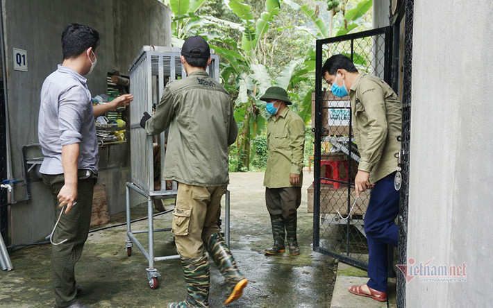 Ông Nguyễn Văn Thái, Giám đốc Trung tâm SVW chia sẻ: "Những cá thể hổ này không thể thả về tự nhiên. Hổ trong môi trường nuôi nhốt không có hoặc mất khả năng săn mồi, sinh tồn ngoài tự nhiên. Do đó, cơ hội hổ sống khi tái thả về tự nhiên gần như bằng không. Việc chuyển các cá thể hổ này đến những đơn vị được cấp phép, đầy đủ điều kiện chăm sóc tốt là giải pháp tối ưu cho đàn". Ảnh: Vận chuyển hổ ra ngoài.