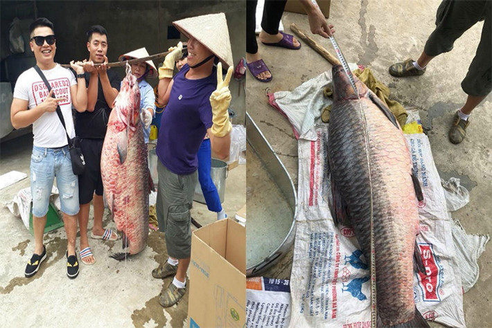 Vào tháng 6/2018, một ngư dân ở huyện Yên Bình, tỉnh Yên Bái cũng đã bắt được con cá trắm đen nặng kỷ lục với trọng lượng lên tới 61kg, dài 1,5m.