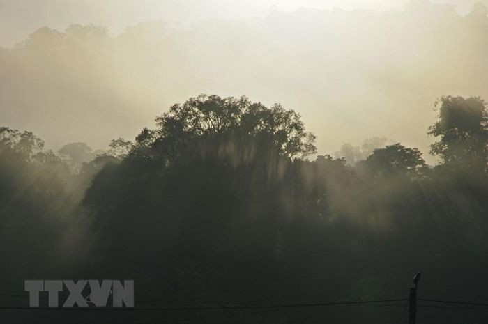 Hệ động-thực vật tại Cao nguyên Kon Hà Nừng phong phú, đa dạng với nhiều loại quý hiếm. (Ảnh: TTXVN phát)