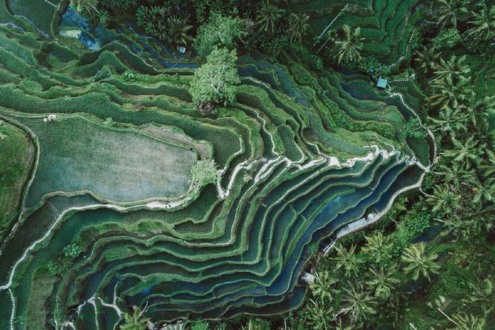 Thuộc top 2 của danh sách, Ubud (Indonesia) là một thị trấn trên đảo Bali, nằm giữa những cánh đồng lúa và khe núi dốc đứng ở chân đồi. Địa điểm này thu hút du khách muốn tận hưởng và khám phá một chốn bình yên, nơi mà nhịp sống tương phản rõ nét với sự hiện đại hối hả ở các thành phố phía nam Indonesia. Ảnh: Getty.