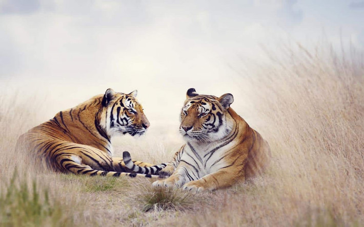 Bước sang tuổi trung niên, người tuổi Dần có cơ hội tuyệt vời để trở nên giàu có và họ cũng dễ dàng nắm được cơ may này. Chính vì thế, càng về già cuộc sống của người tuổi Dần càng thoải mái, gia đình hòa thuận ấm êm.