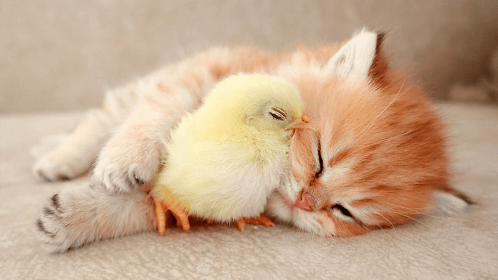 Theo tử vi phong thủy, Mão và Dậu thuộc địa chi lục xung, cả hai đều thuộc âm. Theo ngũ hành, Dậu thuộc Kim còn Mão thuộc Mộc, Kim và Mộc khắc nhau. Khi hai con giáp này kết hợp với nhau, chuyện tình cảm dễ gặp âu sầu, chia ly, bội ước. * Thông tin mang tính chất tham khảo chiêm nghiệm.