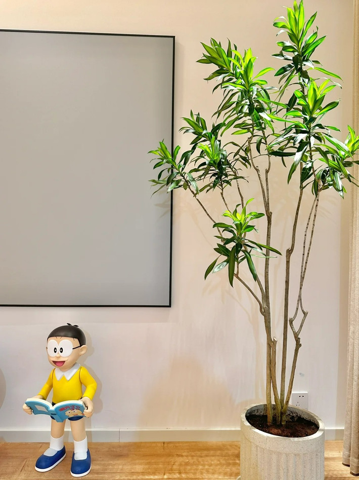 Người xưa cho rằng nếu trồng một cây cảnh trúc bách hợp trong nhà thì rất vượng khí, mang đến năng lượng tích cực cho con người. Điều hiếm hơn nữa là cây cảnh này có chức năng bẫy bụi và hấp thụ khí thải, có thể thanh lọc không khí trong nhà, giúp con người cảm nhận được sự trong lành và yên bình của thiên nhiên khi hít thở.