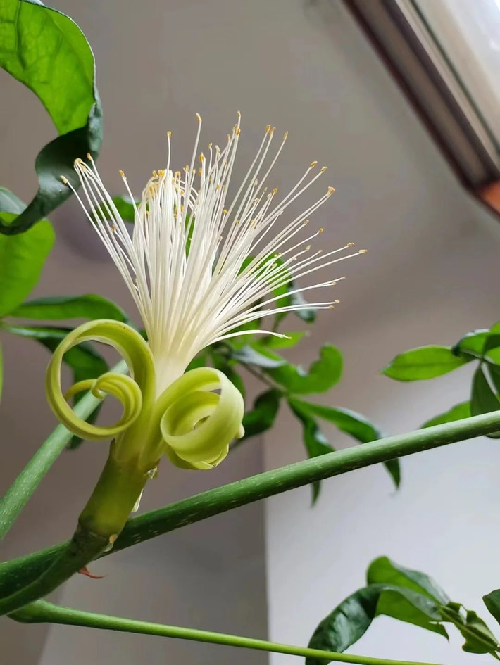 br/> 3. Người xưa nói: Kim ngân nở hoa - cơ hội kiếm tiền đến tay: Cây kim ngân (Lonicera periclymenum) là cây cảnh rất phổ biến trong cuộc sống. Ngoài các dáng cây cứng nhắc truyền thống, ngày nay kim ngân đã được biến đổi có dáng mềm mại hơn, thể hiện sức sống bừng bừng của mình, giúp ngôi nhà của bạn tươi đẹp và phong cách hơn.