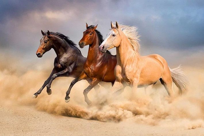 Tuổi Ngọ: Trời sinh tuổi Ngọ là con giáp thích tự do, không ngại đối diện với thử thách. Vì thế, khi đối mặt với trở ngại, họ không bao giờ cúi đầu nên sẽ gặt hái được thành công.