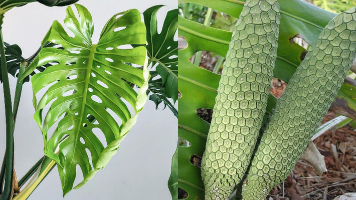 Cây cảnh này không chỉ có thể giải phóng oxy hiệu quả và cung cấp các chất cơ bản cho sự tồn tại của con người mà còn thải ra nhiều hơi ẩm khi không khí khô. Điều này giúp cân bằng độ khô và độ ẩm của không khí, tạo môi trường thích hợp hơn cho con người sống và làm việc.