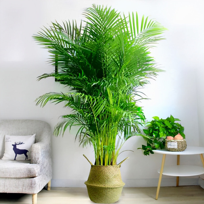 Những chiếc lá như những chiếc lông vũ lớn, lá nhỏ xòe ra, thanh thoát và nhanh nhẹn, hình dáng toàn cây mang lại cho người ta cảm giác tao nhã và hoành tráng.