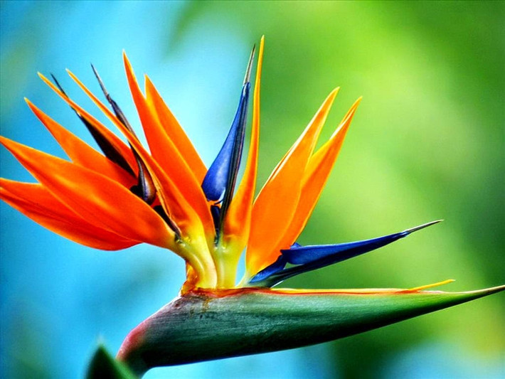 Có hai loại thiên điểu trên thị trường, một loại có hoa (Strelitzia) và một loại không có hoa (Nicholas Strelitzia). Đối với phòng khách, nên chọn thiên điểu ngắm lá. Lá cây thiên điểu giống như những chiếc quạt chuối xanh rộng, đung đưa nhẹ nhàng kể câu chuyện của thiên nhiên trong gió.