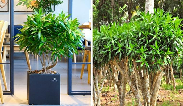 4. Cây cảnh: Trúc bách hợp: Trúc bách hợp (tên tiếng Anh là Lily Bamboo) hay còn được gọi là phất dụ trúc, có tên khoa học là Dracaena reflexa, thuộc chi huyết giác, họ Măng tây (Dracaenaceae). Nó được đặt tên là "Lily Bamboo" vì dáng vẻ đẹp và sự quyến rũ tinh tế của tre.