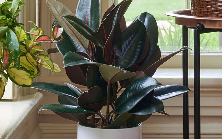 2. Cây cảnh: Đa búp đỏ: Lá cây đa búp đỏ (Ficus elastica) rộng và dày như ngọc lục bảo, có ánh sáng rực rỡ như thể mỗi chiếc lá đều mang theo sức sống và sự thịnh vượng của cuộc sống.