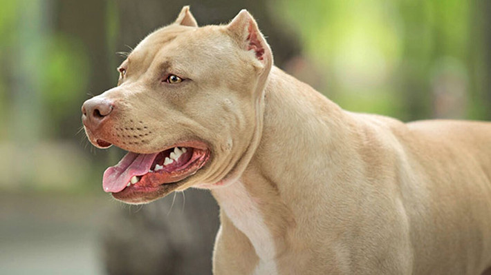 1. Chó Pitbull có nguồn gốc từ châu Mỹ và hiện nay được nuôi khá phổ biến ở Việt Nam. Nó rất nguy hiểm vì không lùi bước trước bất kì đối thủ nào.