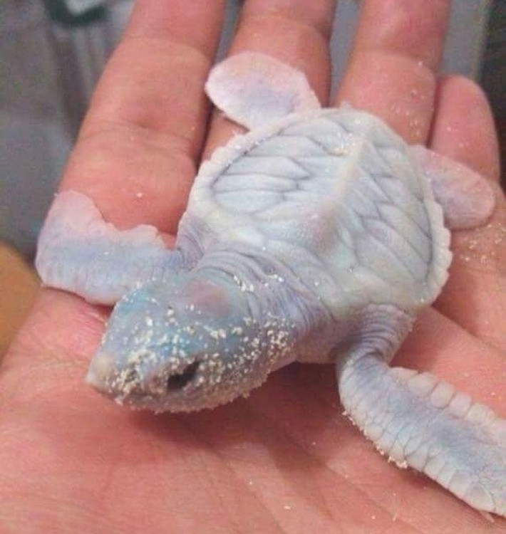 Chú rùa biển màu trắng hiếm có