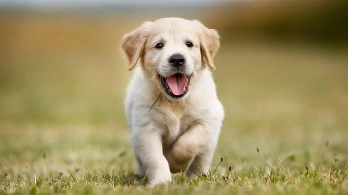 Hạng 3: Tuổi Tuất. Người tuổi Tuất có tình hình tài chính tương đối ổn định, không phải lo túng thiếu. Bạn cần phát huy điểm mạnh của mình đúng lúc để có thể cải thiện túi tiền của mình.
