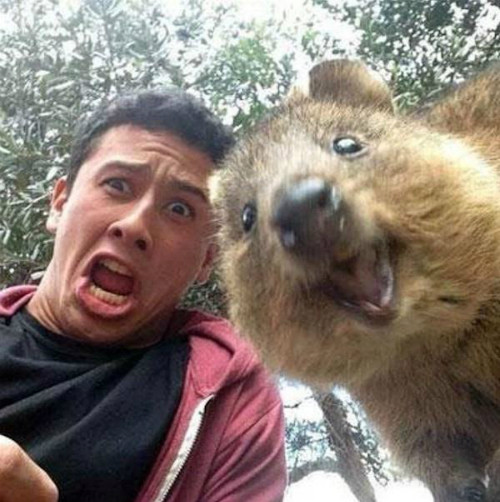 Một trong những đặc tính đáng yêu của Quokka, ngoài gương mặt dễ thương là chúng chung sống hòa bình với nhau, có thể vào các cửa hàng trên đảo Rottnest để chào hỏi loài người.