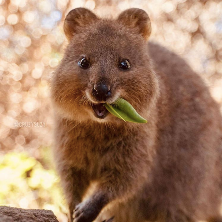 Ngoài tình mẫu tử gây "cảm lạnh", Quokka cũng nổi tiếng với khả năng nhịn ăn trong nhiều tuần. Điều này là nhờ chất béo dự trữ trong cái đuôi béo ú nu của chúng.
