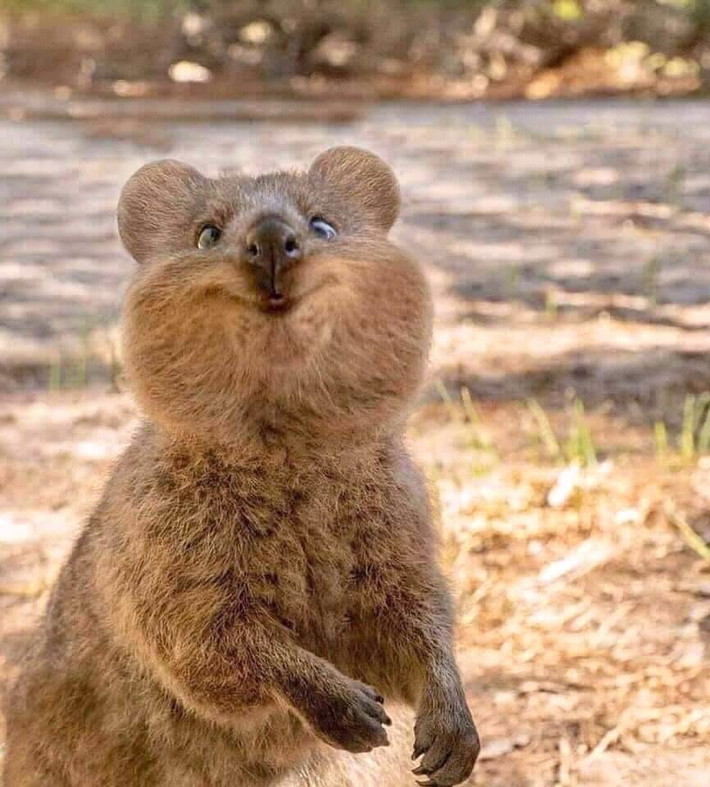 Những con Quokka có cân nặng vào khoảng 2,5kg cho đến 5kg, dài từ 40 tới 90 cm tùy con và có đuôi như chuột. Quokka ăn cỏ và rau củ, chủ yếu đi kiếm ăn vào ban đêm.