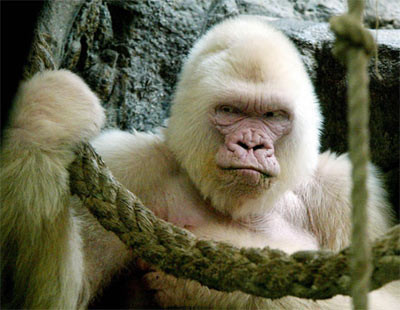 Trong ảnh là con gorilla bị bạch tạng tháng 9/2003, không lâu sau khi nó chết. Đây là con gorilla bạch tạng duy nhất ở vườn thú Barcelona, Tây Ban Nha.