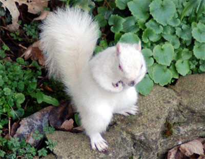 Một chú sóc bạch tạng quý hiếm, tên là Snowy, đang giữ hạt dẻ trong một khu vườn ở Anh.