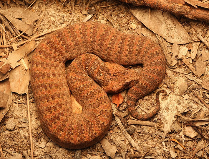 Kimberley Death Adder, một loài rắn tử thần với cái đầu hình tam giác, thân dài 50cm và có độc tính cao. Nọc độc của chúng là chất độc thần kinh nguy hiểm nhất trên thế giới, có thể gây tê liệt và tử vong trong vòng 6 giờ dù có được cứu chữa ngay sau đó.