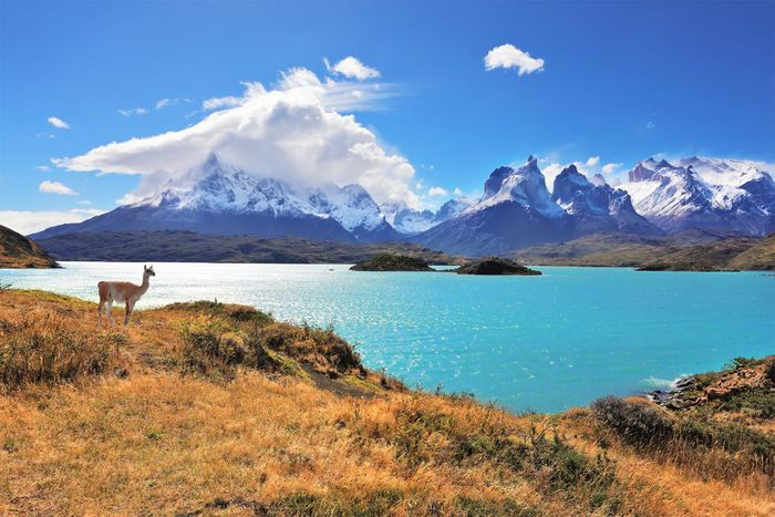 4. Hồ Pehoe, Chile. Là một phần của Công viên Quốc gia Torres del Paine của Patagonia, Hồ Pehoe là nơi có tầm nhìn rộng lớn bao quát ra núi để ngắm trọn khung cảnh thiên nhiên và cả những con lạc đà Guanaco (họ hàng của lạc đà). Bên cạnh đó, du khách còn được chiêm ngưỡng các phiên bản thuần hóa khác của guanaco, llama và alpaca phổ biến hơn rất nhiều.