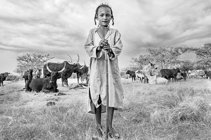 Bộ tộc Wodaabe là tập hợp những người dân chăn gia súc du mục trên các vùng sa mạc ở châu Phi. Hoạt động kinh tế chính của họ là chăn nuôi gia súc để lấy thịt, sữa hoặc giúp vận chuyển. Trong ảnh, một cậu bé người Wodaabe đang thể hiện niềm tự hào khi đứng trước đàn bò Zebu sừng to của gia đình.