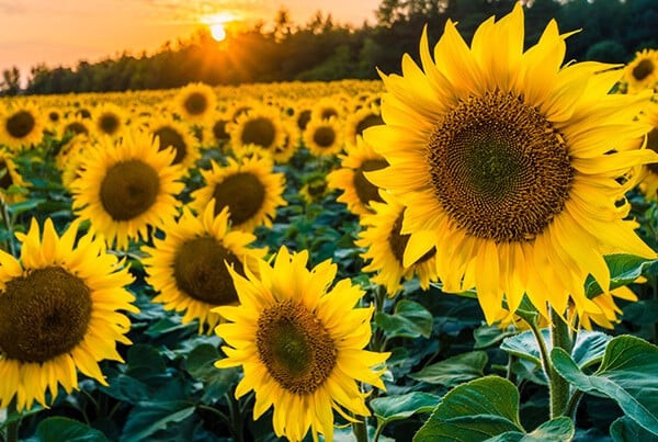 Mọi người thành công đều có xu hướng rất khiêm tốn, mặc dù họ dường như không làm gì đao to búa lớn vào ngày thường nhưng những gì họ đã trả giá là không ít và không phải ai cũng nhìn ra được.
