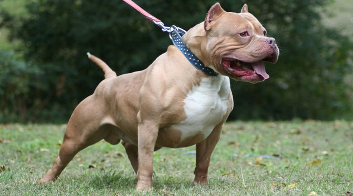 Chó Pitbull. Giống chó này nguồn gốc từ châu Mỹ và hiện nay cũng đã được nuôi khá phổ biến ở Việt Nam. Nó không lùi bước trước bất kì đối thủ nào, loài chó này gần như không bao giờ chịu thua, và chiến đấu đến cùng.