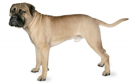 Chó ngao Bull (hay Bullmastiff). Bullmastiff được lai tạo giữa giống chó Bulldog và chó ngao Mastiff. Loài chó này có dáng vẻ tỏ lớn, mạnh mẽ và tốc độ. Chúng rất dũng mãnh, thông minh và trung thành, tuy nhiên cũng khá cứng đầu, độc lập và hung dữ với những con chó lạ.