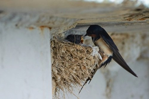 Hầu hết những có tiền của thời xưa đều ở trong những ngôi nhà kín cổng cao tường. Để không bị quấy rầy khi làm tổ, chim én thích xây tổ ở những nơi có mái hiên cao. Do đó, trên mái hiên của những ngôi nhà giàu có, người ta thường có thể nhìn thấy những con én đang xây tổ trên đó.