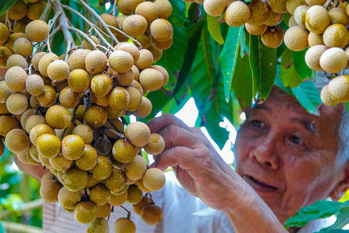 Về cơ duyên tìm ra giống nhãn siêu trái, ông Phúc kể, năm 2016, ông sưu tầm được giống nhãn Ido cổ. Theo ông Phúc, giống nhãn Ido này khác với giống nhãn Ido đang được trồng rộng rãi trên thị trường.