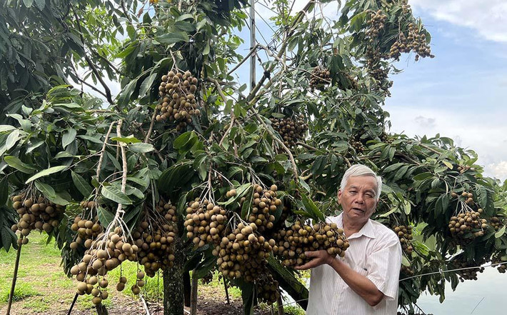 “Tôi tiến hành ghép giống nhãn Ido cổ trên nhiều gốc nhãn như: long nhãn, tiêu lá dài, nhãn quế, nhãn lồng Hưng Yên,... Qua nhiều lần ghép, tôi quyết định chọn lọc những tính trội của cây, chủ yếu là cây nhãn Idol cổ, từ đó cho ra đời giống nhãn siêu trái, đạt tiêu chuẩn xuất khẩu”, ông Phúc kể.
