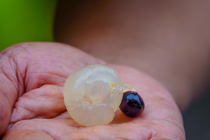 Nhãn siêu trái có cơm dày, ngọt thanh... Ông Phúc định đặt tên cho giống nhãn này là "nhãn miền Tây"