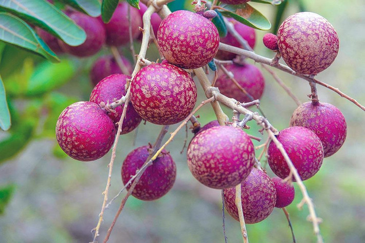 Lão nông Vĩnh Long kể, nhãn xuồng tím được ông phát hiện cách đây 7 năm. Nhưng cách đây 2 năm, ông mới nhân rộng giống nhãn tím ra trồng. Hiện vườn nhãn xuồng tím của ông Phúc mới cho trái vụ đầu tiên, sản lượng chưa được nhiều. Tuy nhiên, ông Phúc khẳng định, từ vụ sau sản lượng trái sẽ lớn.