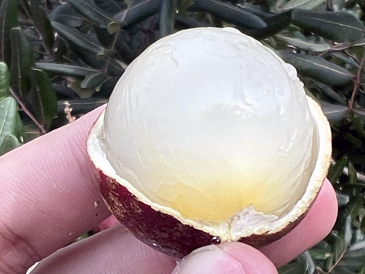 Hiện giá nhãn xuồng tím bán tại vườn là 50.000 đồng/kg, còn nhãn xuồng cơm vàng chỉ 30.000 đồng/kg. “Ở Vĩnh Long, tôi là người đầu tiên trồng giống nhãn xuồng tím này”, ông Phúc nói và cho biết, cây giống nhãn xuồng tím là 50.000 đồng/cây.