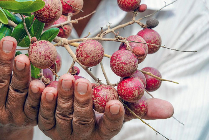 “Nhãn xuồng tím của tôi trái to, cơm vàng và dày, vị ngọt thơm nên được nhiều người yêu thích. Nhãn này cho trái quanh năm, năng suất tương đương nhãn xuồng bình thường”, ông Phúc chia sẻ.