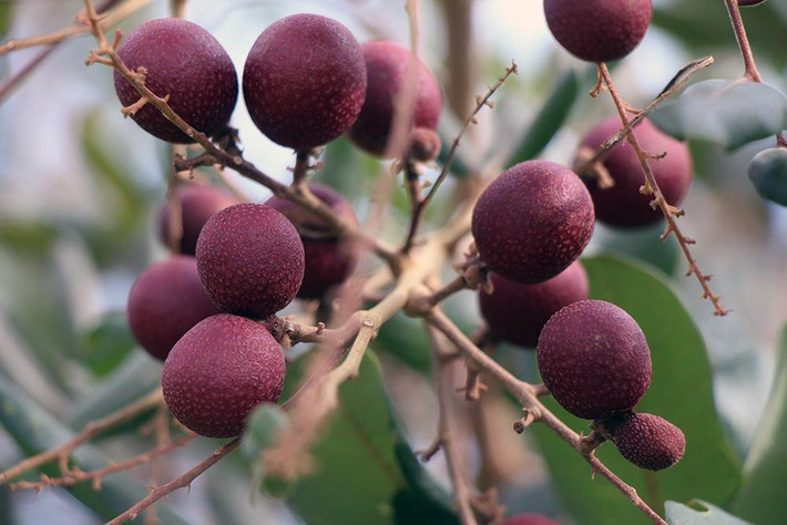 Ưu điểm là cây ra trái tự nhiên, không cần phải xử lý, kích thích ra hoa như giống nhãn thường khác. Tuy nhiên, khi trồng loại nhãn này phải chú ý đến “nhất nước nhì phân” thì cây mới cho trái quanh năm. Theo đó, sử dụng 80% phân hữu cơ, 20% phân vô cơ, cách ngày tưới nước 1 lần.